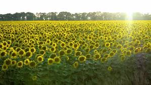 Nasturtium plants are easy to grow and may be climbing, cascading, or bushy. Beautiful Sunflowers Grow On The Field A Lot Of Yellow Big Flowers By Viktorbond