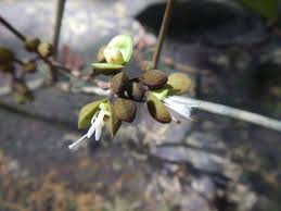 Image result for Anthonotha macrophylla