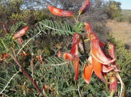 Image result for Lessertia pauciflora