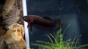 Betta Persephone Muar