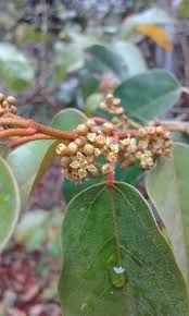 Image result for Cissus glaucophylla