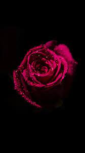 These amoled wallpapers are especially. Amoled Flower Wallpaper Flowers Beautiful Roses Iphone Wallpaper Girly