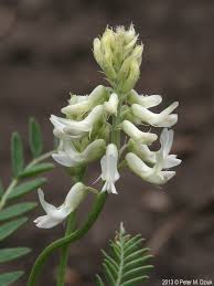 Image result for Astragalus