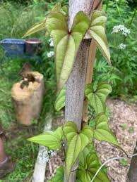 Image result for Dioscorea quartiniana