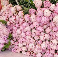 Fresh peony flowers near me. Pin On Wedding Flowers