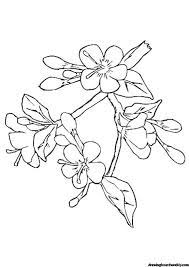 Cherry Blossom Coloring Page Cherry Blossom Drawing Flower Coloring Pages Chinese Cherry Blossom