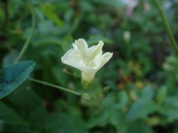 Image result for Merremia quinquefolia