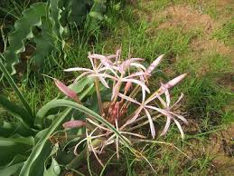 Image result for Crinum buphanoides