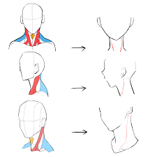 初心者向け】首の描き方を学ぼう！ | MediBang Paint – 無料のイラスト・マンガ制作ツール