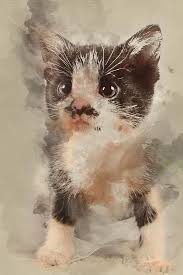 We don't know when or if this item will be back in stock. Black And White Adorable Kitten With Big Eyes Photograph By Ronel Broderick