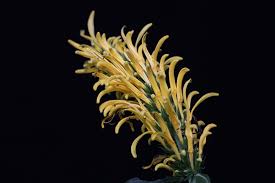 Image result for Justicia aurea