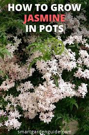 Pin On Beautiful Plants Guide