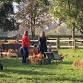 Pumpkins in the Paddock at Hartley Farm event image
