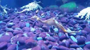 Ripley S Aquarium At Myrtle Beach Ripley Aquarium Freshwater Fish Fish Pet