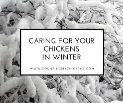 caring for your chickens in winter a guidecounting my chickens