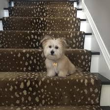 If you prefer organic wool carpet on the stairs, it is a good idea, even if it is in the form of a runner on the stairs. Antelope Prints In Home Decor Sources And Ideas The Zhush