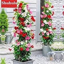 Mandevilla Care Growing The Mandevilla Trellis Vine Flower Tower Climbing Flowers Vine Trellis