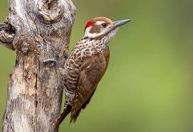 Black And White Spotted Bird With Red Neck Golden Olive Woodpecker Arizona Birds Birds Woodpecker