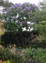 Image result for Wigandia urens