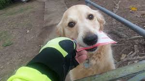 Before you draw anything else draw a vertical line that will be the middle of the dog's head and draw a horizontal line intersecting with it. Dog Loves Getting Mail So Much That Postman Writes Her Letters Even When There S No Mail Bored Panda