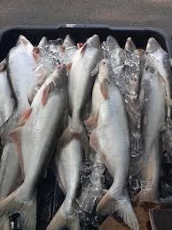 Check spelling or type a new query. Salam Pagi Ini Ikan Segar Sungai Pahang Ayieagrofarm Facebook