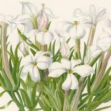 Image result for Kalanchoe latisepala