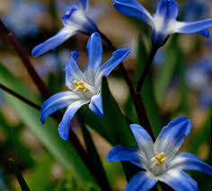 Image result for Scilla