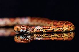 Corn Snakes Morphs Colors Other Facts Live Science