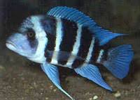 Aqua Fanatic Frontosa Cichlid Profile