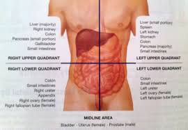 For this reason, this section provides a basic overview of anatomy and physiology as it relates to toxicity. Pics For Abdominal Quadrants Nurse Teaching Nursing School Studying Diagnostic Medical Sonography