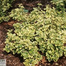 Image result for Euonymus fortunei