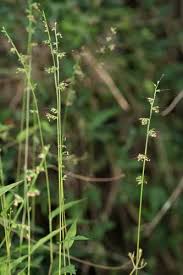 Image result for Oplismenus hirtellus