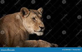 Lioness Female Lion Isolated