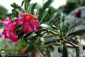 Bunga yang wanginya semerbak ini kerap dijadikan aroma tambahan dalam kemasan teh, sehingga menjadi jasmine tea. Pokok Bunga Kemboja Cina