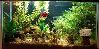 Do you like the natural. Setting Up A Betta Aquarium Properly The Aquarium Guide