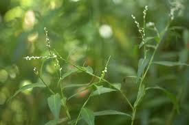 Image result for Persicaria decipiens
