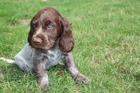 Image result for německý křepelák postava