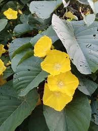 Image result for Merremia palmata