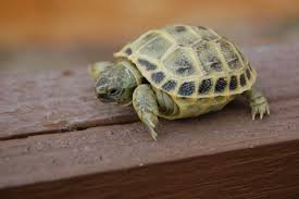 Maybe you would like to learn more about one of these? 15 Types Of Turtles You Can Take Care As Pets And Wild Turtles