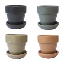 Image result for Aeollanthus parvifolius