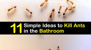 We recently had a giant infestation of ants at our house (like, everywhere on the counters) and no i try not to kill ants unless they're inside my house, but not for ops reason. 11 Simple Ideas To Kill Ants In The Bathroom