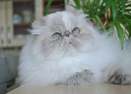 DESTE PAWS Lizard, himalayan female blue-cream-lynx point