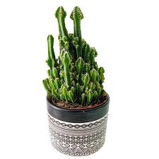 It deserves its name hah. Fairy Castle Cactus Care Guide With Pictures Succulents Network