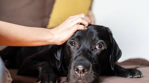 Maybe you would like to learn more about one of these? 11 Things Humans Do That Dogs Hate