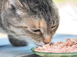 Insulin is a hormone that allows glucose to be taken up by cells from the bloodstream and allows it to. Feeding The Diabetic Cat Catwatch Newsletter