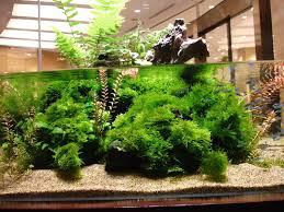 Japanese Paludarium Wabi Kusa Planten Japan