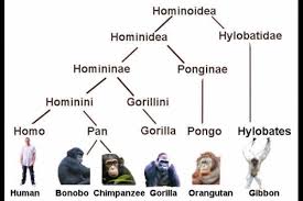 image result for human taxonomy human evolution human