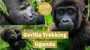 Maybe you would like to learn more about one of these? Gorilla Trekking Im Bwindi Nationalpark Uganda Road Trip Urlaub 2021 Youtube