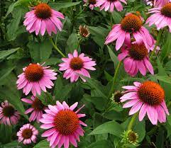 Purple Coneflower Seeds Echinacea Purpurea Native Wildflower Drought Tolerant Perennials Showy Flowers Flower Seeds
