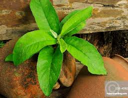 Image result for Blumea